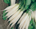 White Icicle Radish Seeds - Organic Non-GMO Heirloom Raphanus sativus, 200+ Seeds for Home Gardening & Container Planting
