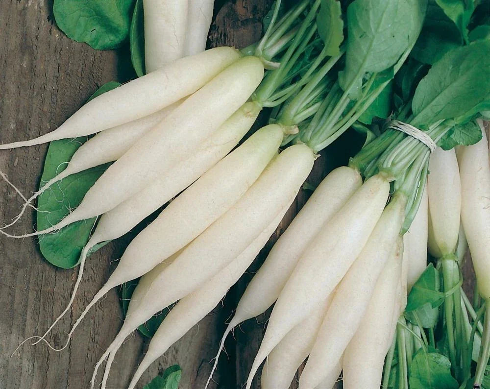 White Icicle Radish Seeds - Organic Non-GMO Heirloom Raphanus sativus, 200+ Seeds for Home Gardening & Container Planting