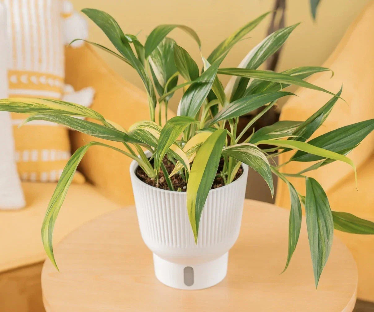 Epipremnum Amplissimum Cutting – Rare Houseplant, Indoor Greenery, Easy Care, Tropical Pothos, Propagation Plant