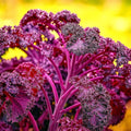 Red Borecole Kale Seeds - Heirloom Frilly Purple Brassica oleracea, Non-GMO, 600+ Seeds for Gardening, Salad, and Cooking