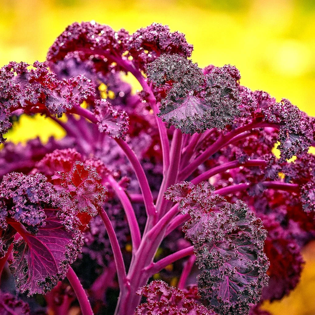 Red Borecole Kale Seeds - Heirloom Frilly Purple Brassica oleracea, Non-GMO, 600+ Seeds for Gardening, Salad, and Cooking