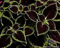 Coleus Seeds - Green Tipped Black Variety - Coleus blumei - Garden Planting, Foliage, Annual, Easy to Grow