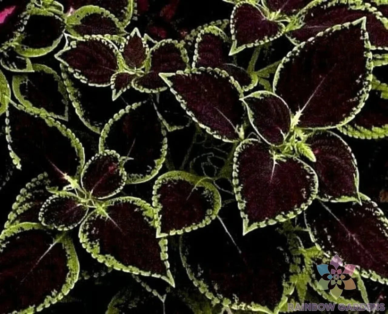 Coleus Seeds - Green Tipped Black Variety - Coleus blumei - Garden Planting, Foliage, Annual, Easy to Grow