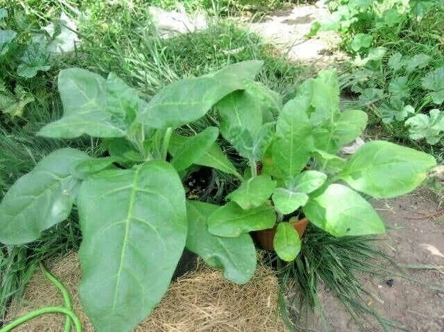 Sacred Tobacco Seeds - 301+ Nicotiana rustica Wildflower Herb for Container Garden, Easy to Grow, Pollinator Attractant