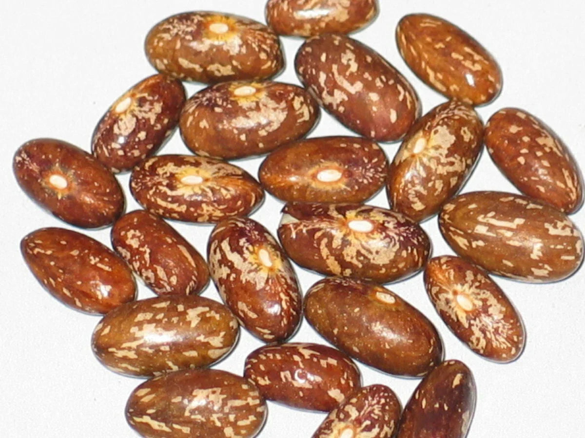 Topcrop Bush Bean Seeds 100+ | Phaseolus vulgaris Non-GMO Vegetable Seeds for Home Garden Planting