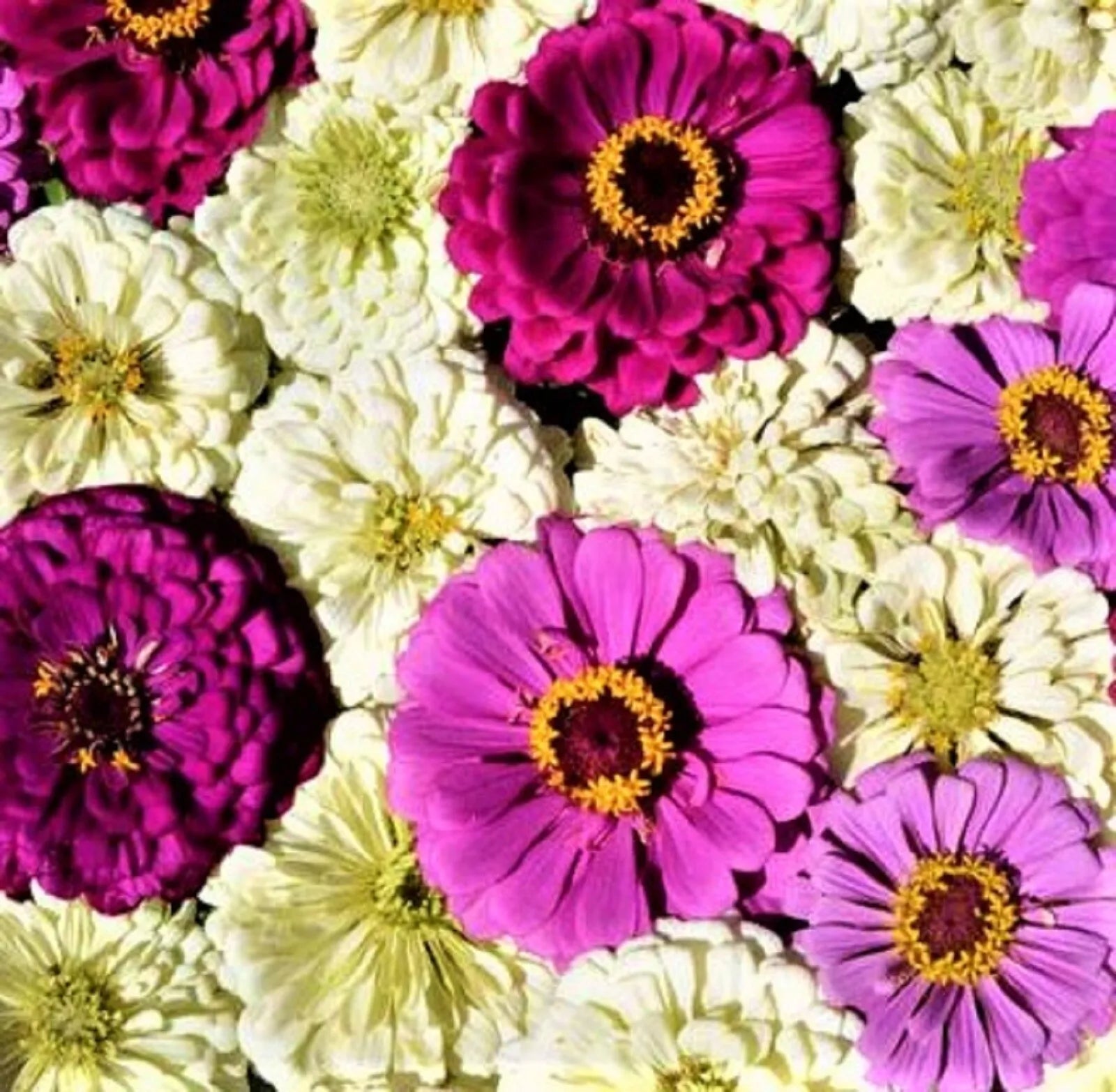 Blueberry Cheesecake Zinnia Seeds - 100+ Seeds, Zinnia elegans, Vibrant Colorful Annual Flower Seeds for Garden, Borders, Containers