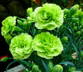 Bright Green Carnation Seeds - 100 Count Dianthus caryophyllus Perennial Flower Seeds for Garden Beds & Borders
