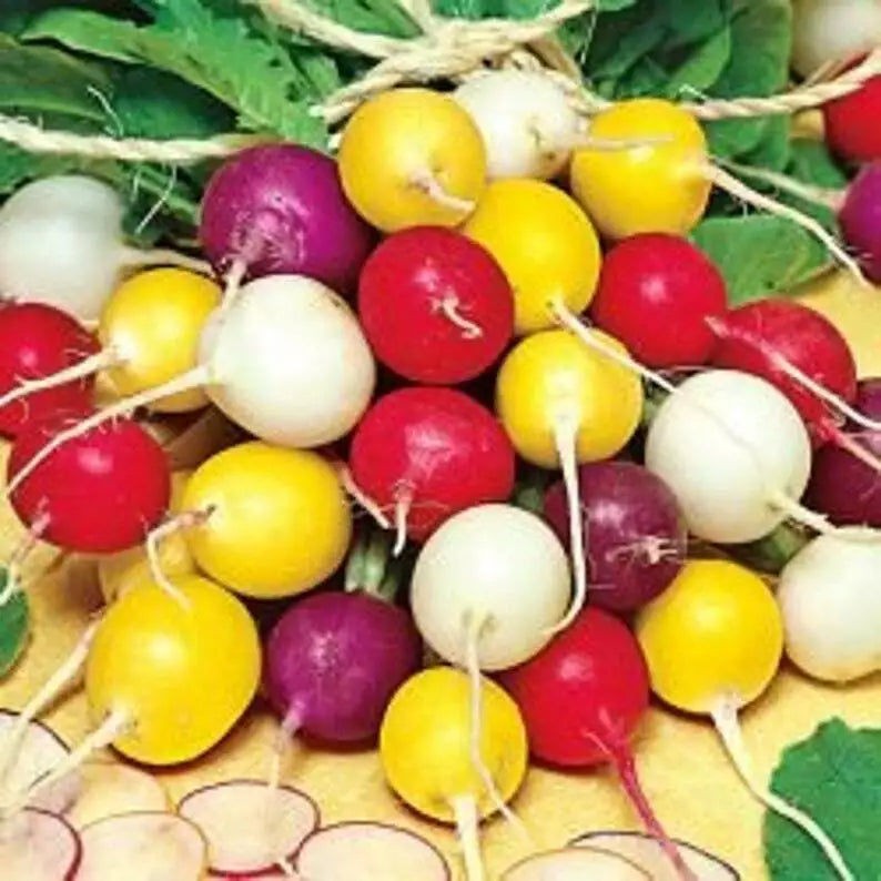 Radish Seeds Mix, Crayon Colors, Easy Grow, Raphanus sativus, Salad Garnish, Compact, Vibrant Variety