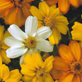 Starbright Mix Zinnia Seeds - 100+ Pack for Garden Planting - Zinnia elegans - Bright Colors, Butterfly Attracting, Annual Seeds
