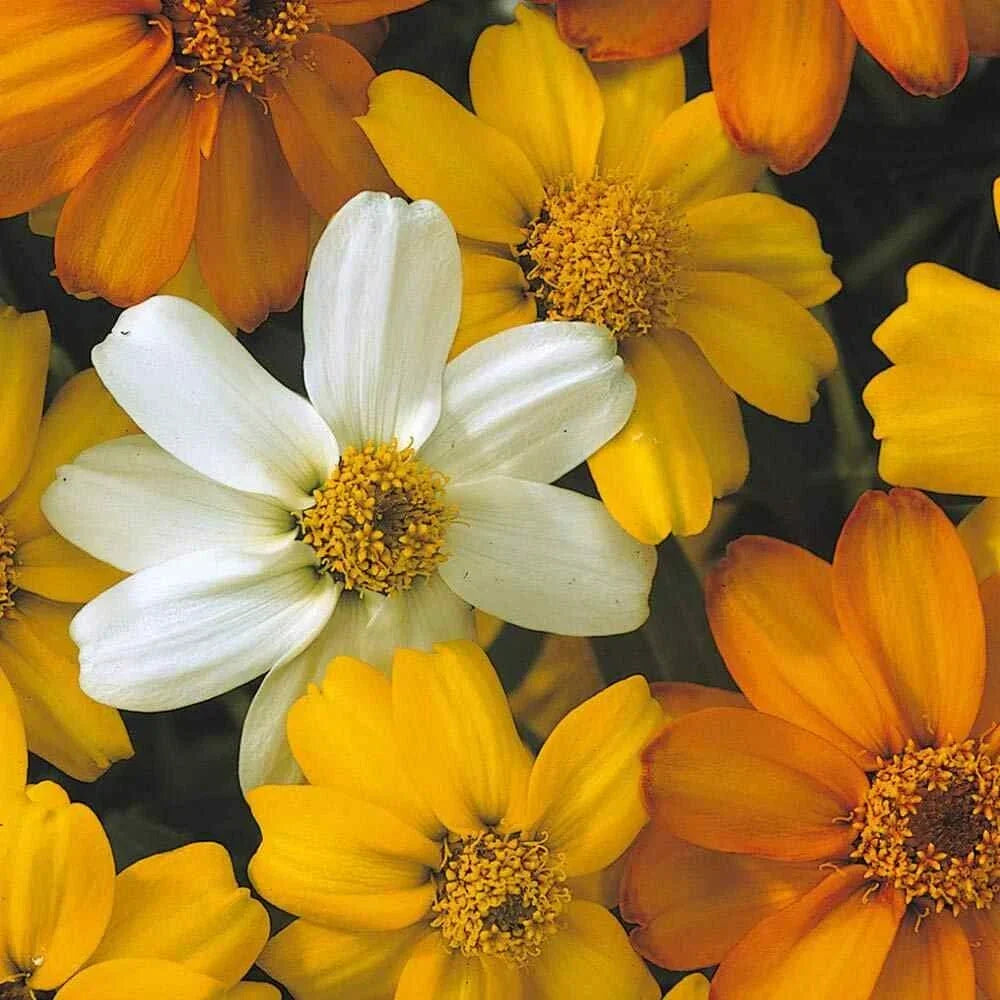 Starbright Mix Zinnia Seeds - 100+ Pack for Garden Planting - Zinnia elegans - Bright Colors, Butterfly Attracting, Annual Seeds