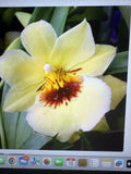 Miltoniopsis Hawaiian Punch Orchid Plant - Rooted Bulb for Indoor Gardens