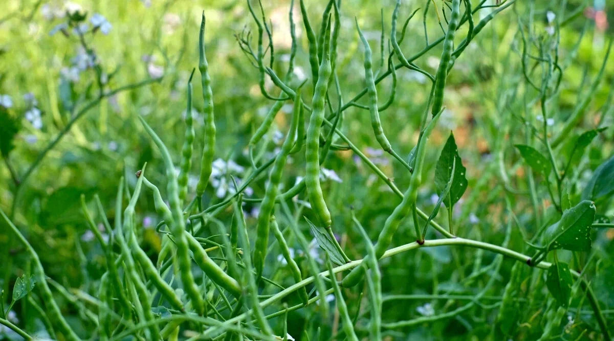 Singara Rat's Tail Radish Seeds - 500+ Non-GMO Raphanus sativus for Garden Planting, Fast Germination, Free Shipping