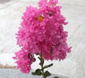 Pink Cape Myrtle Seeds - Lagerstroemia indica Perennial Flower Seeds for Garden, Borders, Containers