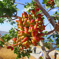 Pistachio Nut Tree Seeds – Edible Garden Plant for Zone 7 – Pistacia vera – Full Sun, Nut-Producing, Hardy, Deciduous