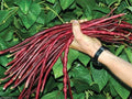 Red Yard Long Bean Seeds – 20 Seeds, Asparagus & Snake Bean, Phaseolus coccineus, Vining Edible Pods