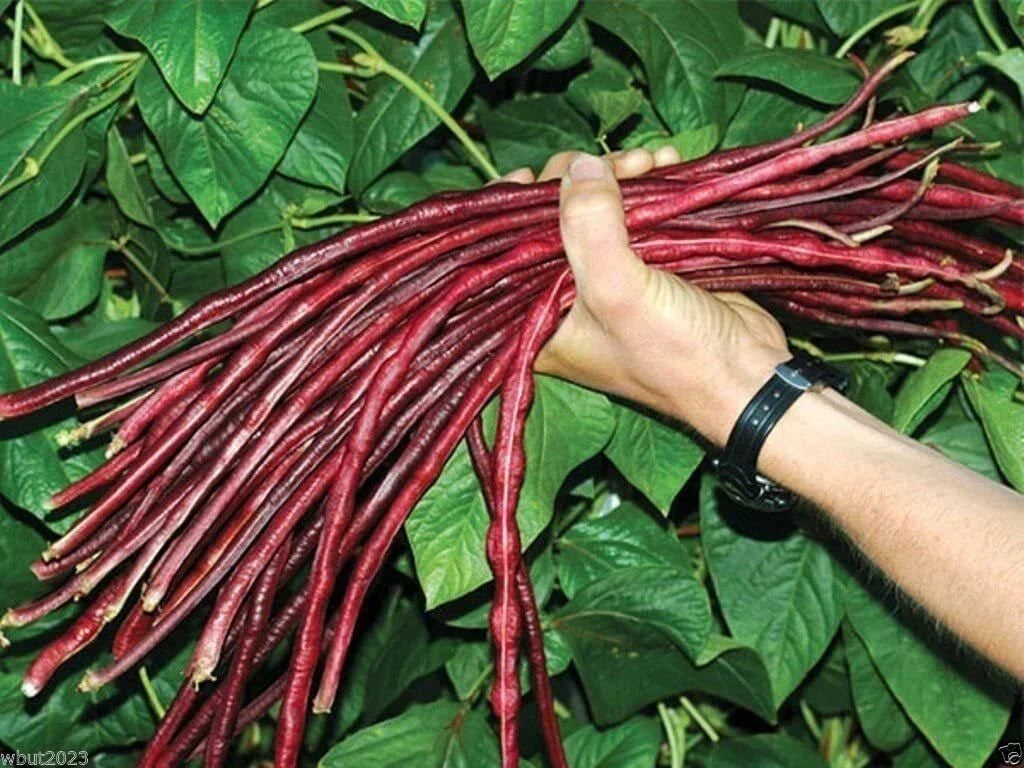 Red Yard Long Bean Seeds – 20 Seeds, Asparagus & Snake Bean, Phaseolus coccineus, Vining Edible Pods