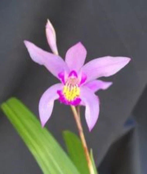 Bletilla Orchid Plant 3" Pot - Cold Hardy Bletilla Yokohama 'Kate' Rooted Orchid