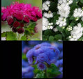 Ageratum Seeds Mix - Red White & Blue - Non-GMO 500 Seeds - Ageratum houstonianum for Pollinators & Garden Borders