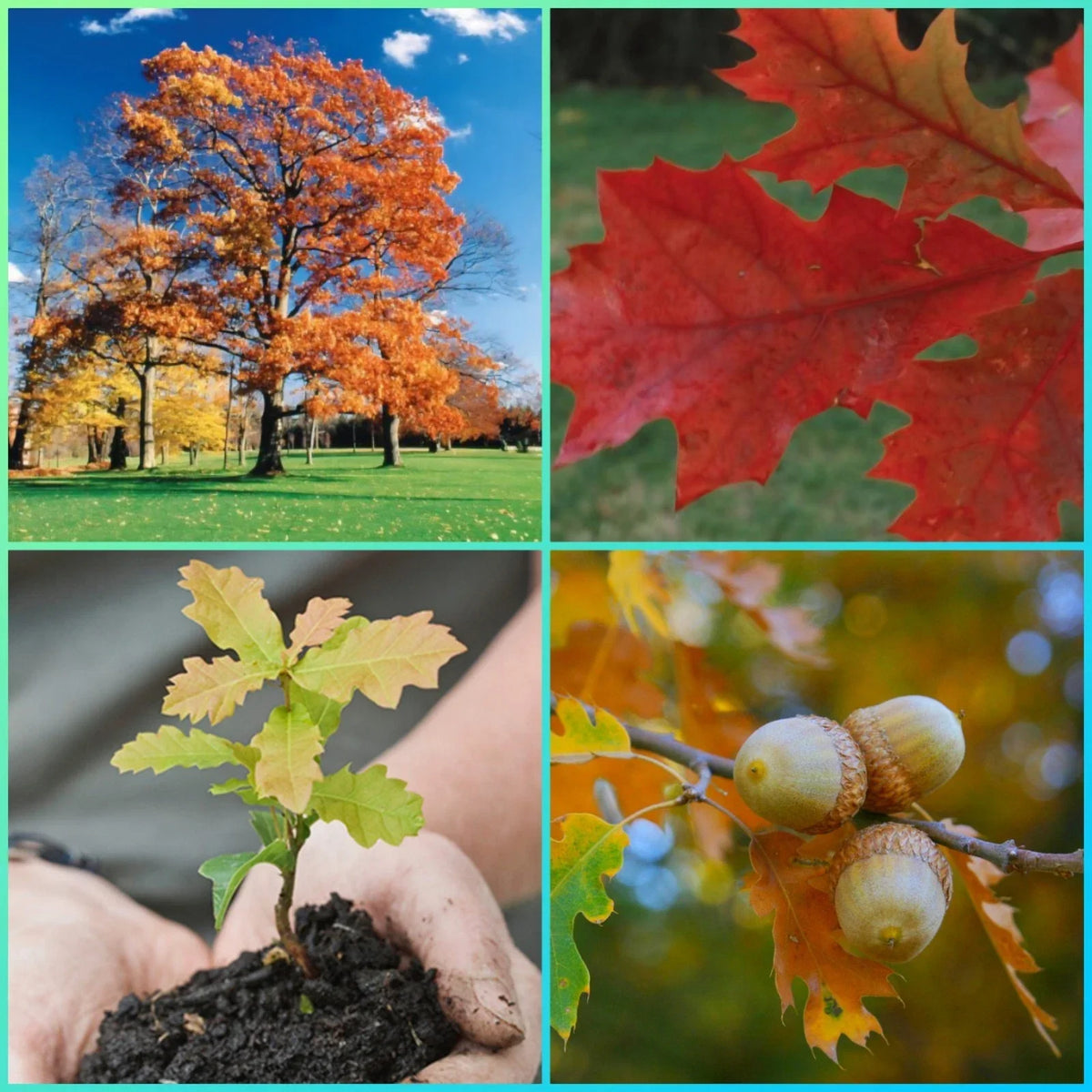 Northern Red Oak Tree Seedlings - 2 Healthy Saplings - Quercus rubra - Fast Growing Deciduous Trees for Landscaping