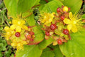 Hypericum Anderosaemum Seeds 1000 Count, Hardy Shrub for Garden, Bulk Planting Seeds, Zones 6-10