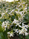 Fragrant Star Jasmine Cuttings - 7 Rooting Grafting Cuttings - Trachelospermum jasminoides - Fast Shipping