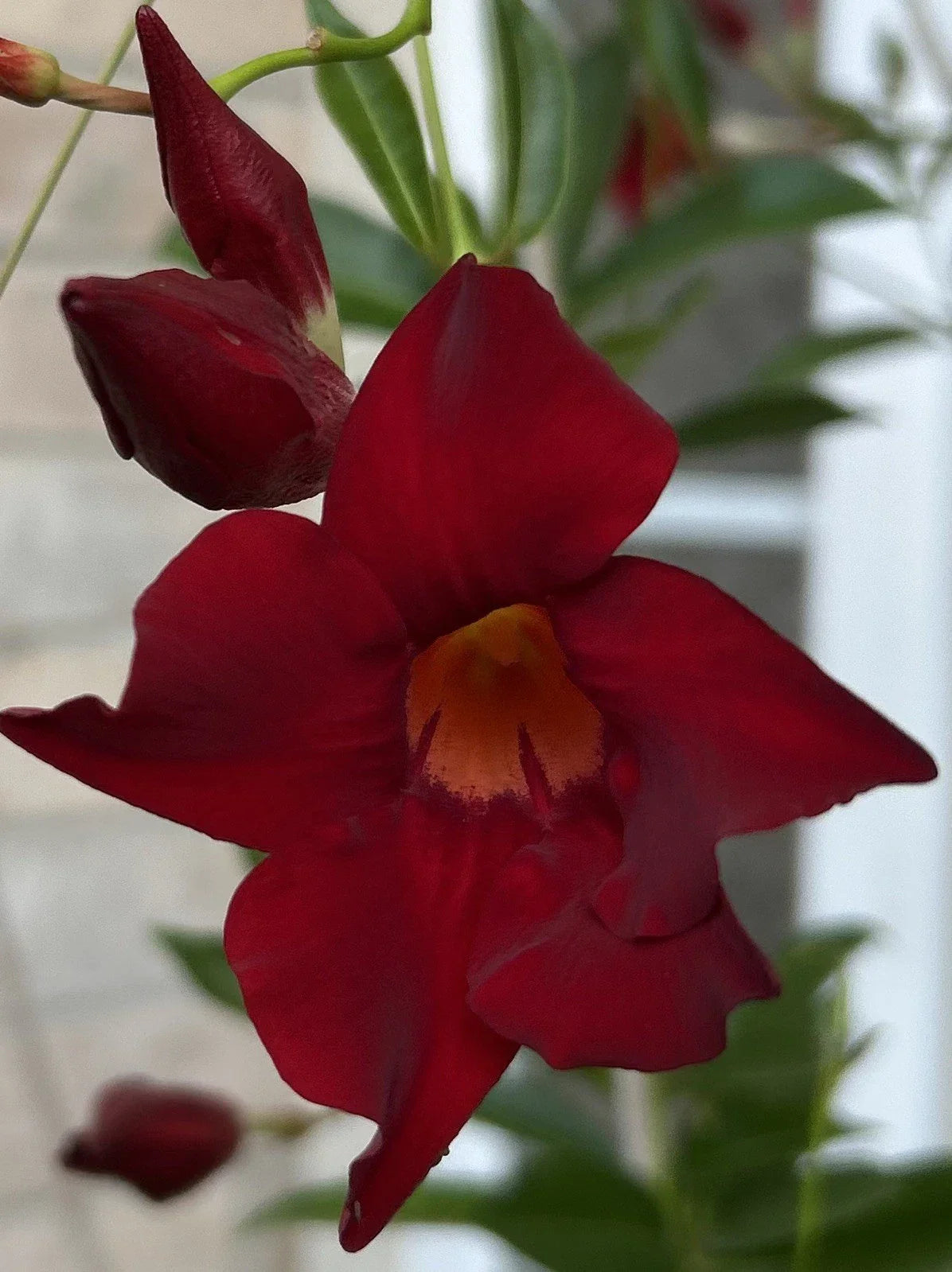 Red Mandevilla Vine Cuttings - 2 Pieces with Root Sprouts, Mandevilla sanderi, Climbing Vine for Garden, Container & Vertical Gardening