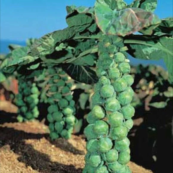 Brussel Sprout Seeds - Jade Cross Variety - Heirloom, Non-GMO, Brassica oleracea, Compact, Full Sun, Home Garden, 50 Seeds