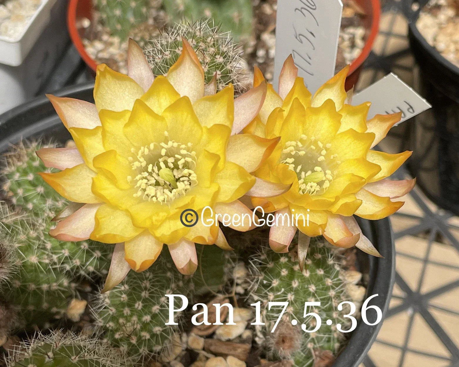 Peanut Cactus Plant Rooted Succulent - Chamaecereus silvestrii Hybrid, Drought Tolerant, Indoor/Outdoor, 6-12 inches