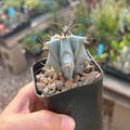Live Rooted Echinocactus ingens - Large Green Barrel Cactus Succulent Plant for Indoor & Outdoor Gardens