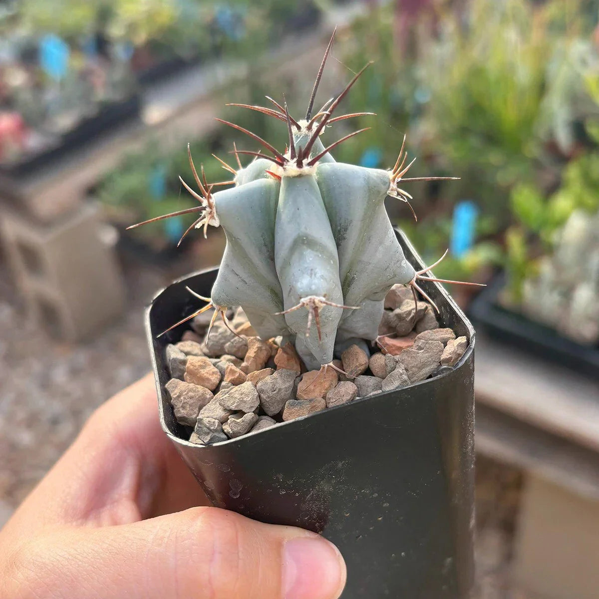 Live Rooted Echinocactus ingens - Large Green Barrel Cactus Succulent Plant for Indoor & Outdoor Gardens