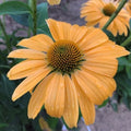 50 Coneflower Seeds Echinacea purpurea Perennial Flowers for Garden Planting, Pink, Full Sun