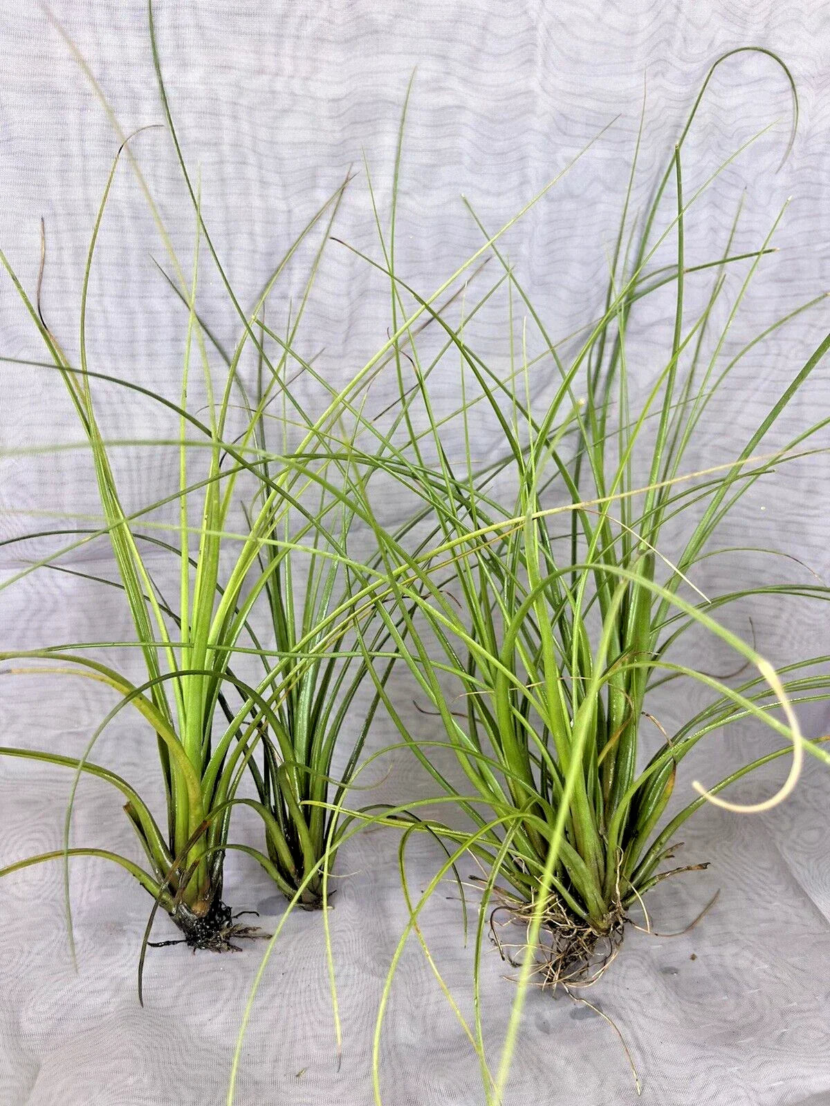 Air Plant Tillandsia Floridana - Small Pack of 3, Unique Epiphytic Air Plants for Home Decor and Gardens