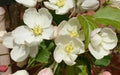 Wedding Bouquet Crabapple Seeds - 25+ for Garden Planting, Malus 'Wedding Bouquet' Non-GMO