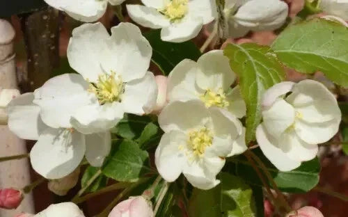 Wedding Bouquet Crabapple Seeds - 25+ for Garden Planting, Malus 'Wedding Bouquet' Non-GMO