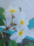 Plumeria Cuttings - Colorful Varieties - Frangipani (Plumeria spp.) for Gardening & Propagation