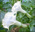 Pearl White Angel Trumpet Seeds – Brugmansia spp. – Fragrant, Large Trumpet Flowers – Garden, Container Planting, USA Grown