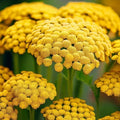 Gold Yarrow Seeds - Non-GMO Achillea millefolium Flower Seeds for Garden Planting, Bulk Pack
