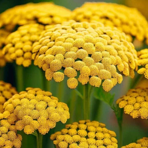Gold Yarrow Seeds - Non-GMO Achillea millefolium Flower Seeds for Garden Planting, Bulk Pack