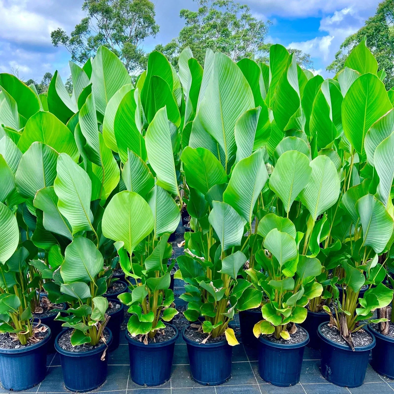 Cigar Calathea Seeds - 25+ Pack for Indoor & Outdoor Garden Planting - Calathea 'Cigar' - Unique Foliage Seeds