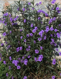 Mexican Petunia Plants - 3 Bare Root Ruellia Tuberosa - Purple Flowering Perennials for Garden Beds & Borders