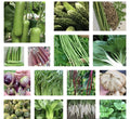 Asian Vegetable Seeds - 20+ Heirloom Non-GMO Varieties for Home Gardening - Brassica, Solanum, and More