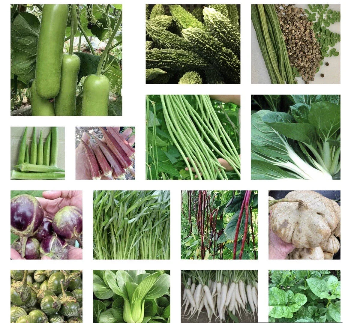 Asian Vegetable Seeds - 20+ Heirloom Non-GMO Varieties for Home Gardening - Brassica, Solanum, and More