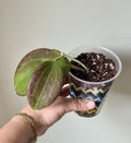 Hoya Quinquenervia Rooted Cutting – Sunstressed Foliage – Indoor Houseplant – Trailing Vining – 4-Inch Pot