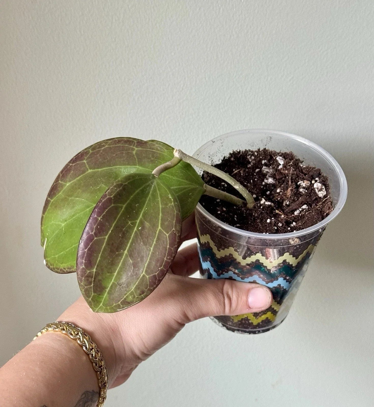 Hoya Quinquenervia Rooted Cutting – Sunstressed Foliage – Indoor Houseplant – Trailing Vining – 4-Inch Pot