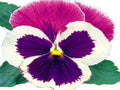 Pansy Seeds - Large Blue Blooms - Viola x wittrockiana - 50 Seeds for Garden Borders & Containers
