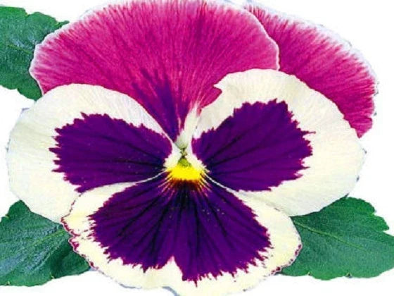 Pansy Seeds - Large Blue Blooms - Viola x wittrockiana - 50 Seeds for Garden Borders & Containers