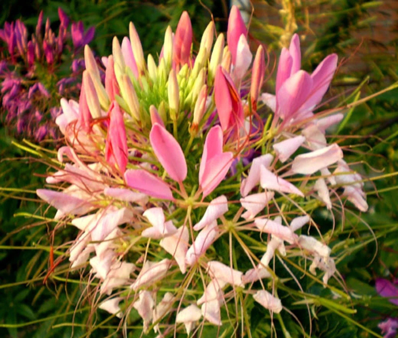 Pink Queen Spider Plant Seeds - 100 Pack Clome Spinosa Perennial Flowering Bee Attractor Seeds