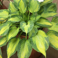 Hosta Sister Act Perennial Plant in 5.25" Pot | Variegated Shade Garden Plant