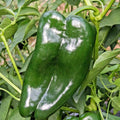 Organic Poblano Ancho Hot Pepper Seeds – Capsicum annuum for Summer Garden, Container Growing, Mild Heat, 51+ Seeds