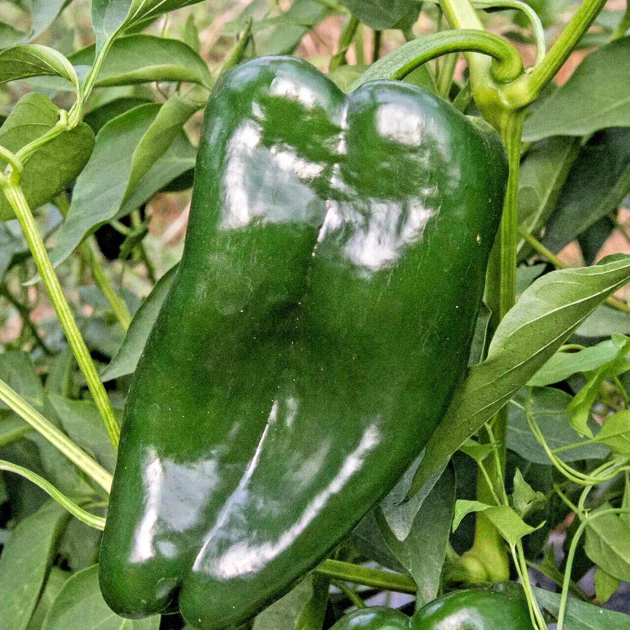 Organic Poblano Ancho Hot Pepper Seeds – Capsicum annuum for Summer Garden, Container Growing, Mild Heat, 51+ Seeds